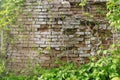 Stone wall with greenery. Texture of nature. Background for text, banner, label. Royalty Free Stock Photo