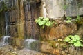 Stone wall with greenery and waterfall. Texture of nature. Background for text, banner, label. Royalty Free Stock Photo