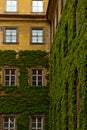 The stone wall and high windows are completely overgrown with bright green wild vine and ivy. The stone wall is covered with green Royalty Free Stock Photo