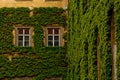 The stone wall and high windows are completely overgrown with bright green wild vine and ivy. The stone wall is covered with green Royalty Free Stock Photo