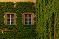 The stone wall and high windows are completely overgrown with bright green wild vine and ivy. The stone wall is covered with green Royalty Free Stock Photo