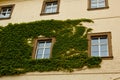 The stone wall and high windows are completely overgrown with bright green wild vine and ivy. The stone wall is covered with green Royalty Free Stock Photo