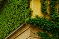 The stone wall and high windows are completely overgrown with bright green wild vine and ivy. The stone wall is covered with green Royalty Free Stock Photo