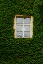 The stone wall and high windows are completely overgrown with bright green wild vine and ivy. The stone wall is covered with green Royalty Free Stock Photo