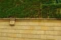 The stone wall and high windows are completely overgrown with bright green wild vine and ivy. The stone wall is covered with green Royalty Free Stock Photo