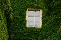 The stone wall and high windows are completely overgrown with bright green wild vine and ivy. The stone wall is covered with green Royalty Free Stock Photo