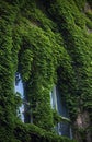 Stone wall and high windows covered in vines and ivy Royalty Free Stock Photo