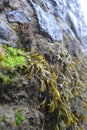 A stone wall hung with green and brown bladderwrack seaweed