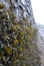 A stone wall hung with green and brown bladderwrack seaweed