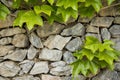 Stone wall, Ivy Royalty Free Stock Photo