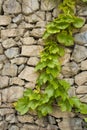 Stone wall, Ivy Royalty Free Stock Photo