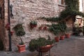 A stone wall with ivy, plants and clay pots in a medieval italian village Umbria, Italy Royalty Free Stock Photo