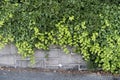 Vine leaves growing over rock cement wall background image