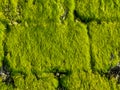 Stone wall pattern covered in green seaweed, coastal nature background pattern Royalty Free Stock Photo