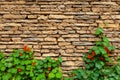 Stone wall with plants