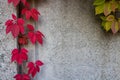 A stone wall with red ivy leaves with a copy of the space for the background or texture. Climbing plant. Background in retro style Royalty Free Stock Photo