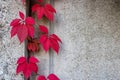 A stone wall with red ivy leaves with a copy of the space for the background or texture. Climbing plant. Background in retro style Royalty Free Stock Photo