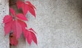 A stone wall with red ivy leaves with a copy of the space for the background or texture. Climbing plant. Background in retro style Royalty Free Stock Photo