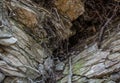 Stone wall of rock with cracks tree roots Royalty Free Stock Photo