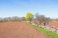 Stone wall with spring green trees by a field in the countryside Royalty Free Stock Photo