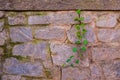 Stone wall and stem of ivy Royalty Free Stock Photo