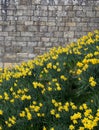 Stone wall texture detail Medieval castle.