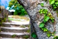 Image of a stone wall, Green leaves, ivy on a gray stone wall. Royalty Free Stock Photo