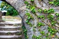 Image of a stone wall, Green leaves, ivy on a gray stone wall. Royalty Free Stock Photo