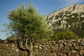Stone wall with tree, Sardinia Royalty Free Stock Photo