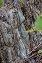 Stone wall in the vein in the career of an old lens in the Sverdlovsk region