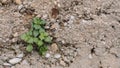 stone wall where seedling grows Royalty Free Stock Photo