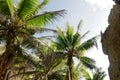 Stone walls in Togo Chasm surround coconut trees reaching for the sky