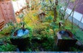 A stone washbasin ( chozubachi ) by a Japanese tea room, with a bamboo pipe supplying water