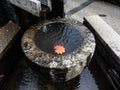 Japanese stone water basin with red maple leaf Royalty Free Stock Photo