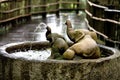 Stone water feature in the shape of two elephants,