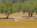 Stone well in a yellow meadow