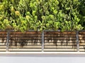 Stone and wooden fence and tree in Rishon Le Zion. Close up shot Royalty Free Stock Photo