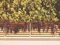 Stone and wooden fence and tree in Rishon Le Zion. Close up shot Royalty Free Stock Photo