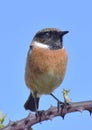 A Stonechat bird sitting on a Bramble branch.