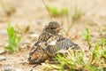 Stonechat chick (Saxicola torquata)