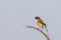 Stonechat on the Edge of Reed Royalty Free Stock Photo