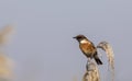 Stonechat on the Edge of Reed Royalty Free Stock Photo