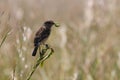 Stonechat Female Bird On Grass With Caterpillar Saxicola torquata Royalty Free Stock Photo