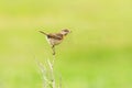 Stonechat, female (Saxicola torquata) Royalty Free Stock Photo