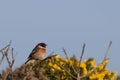 Stonechat on a gorse bush Royalty Free Stock Photo