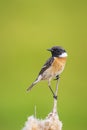 Stonechat male bird, Saxicola rubicola, perched on reed flower Typha latifolia Royalty Free Stock Photo