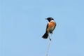 Stonechat,male (Saxicola torquata) Royalty Free Stock Photo