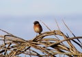Stonechat perched on entwining hedgerow Royalty Free Stock Photo