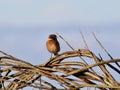 Stonechat perched on entwining hedgerow Royalty Free Stock Photo