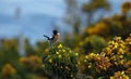 Stonechat perched on a flowering gorse bush